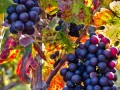 Eagles Nest Winery - Merlot Grapes